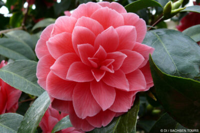 23. Kamelienschau Landschloss Zuschendorf